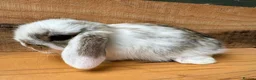 Mini Lop rabbits for sale: MINI LOP BUNNIES - PEDIGREE  - Advert 16