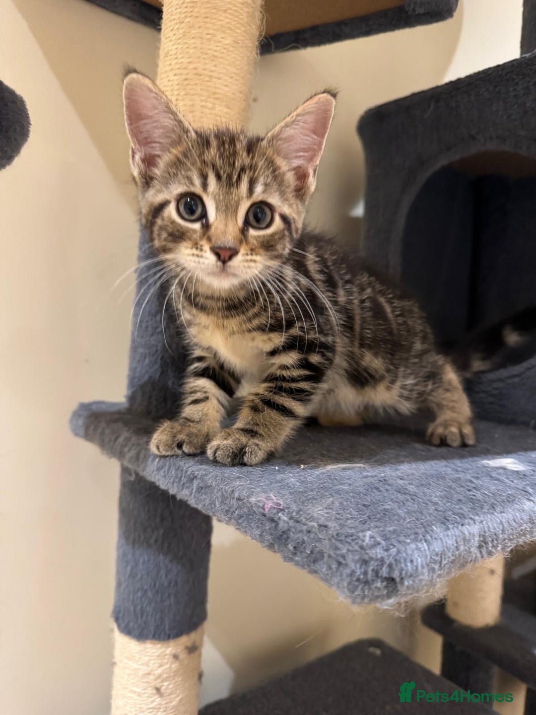 Maine Coon cats for sale: 🐾 Ragdoll × Maine Coon Kittens 🐾 - Image 13
