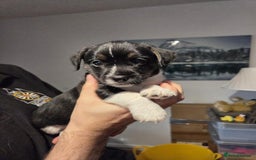 Jack Russell dogs for sale: 3 remaining pups - Image 3