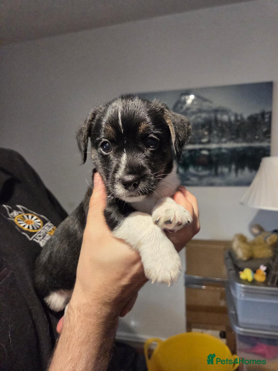Jack Russell dogs for sale: 3 remaining pups - Image 3