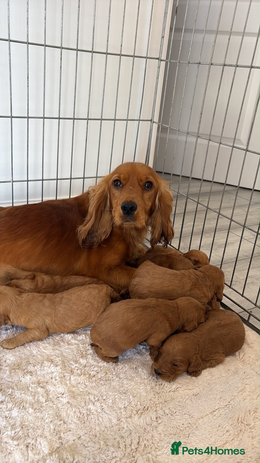 Cockapoo dogs F1 Cockerpoo Puppies  - Advert 7