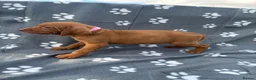 Hungarian Vizsla dogs for sale: Beautiful KC Reg Hungarian Vizsla Puppies - Advert 22