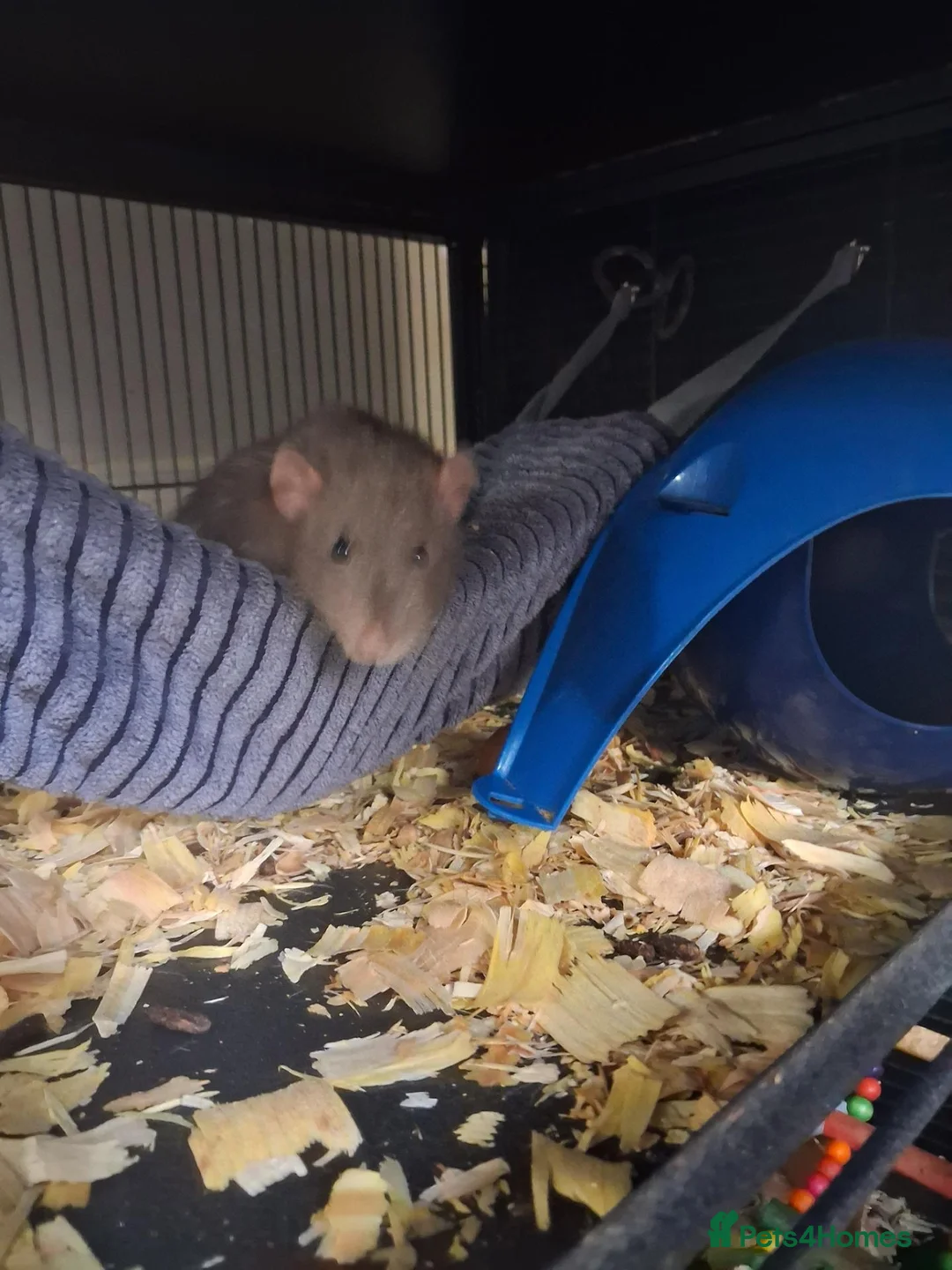 Rat rodents for sale: 3 male rats father and 2 sons  - Advert 5