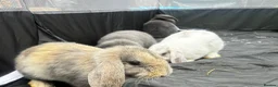 Mini Lop rabbits for sale: Gorgeous Lop eared Rabbits ready 27/06/2026 - Advert 8