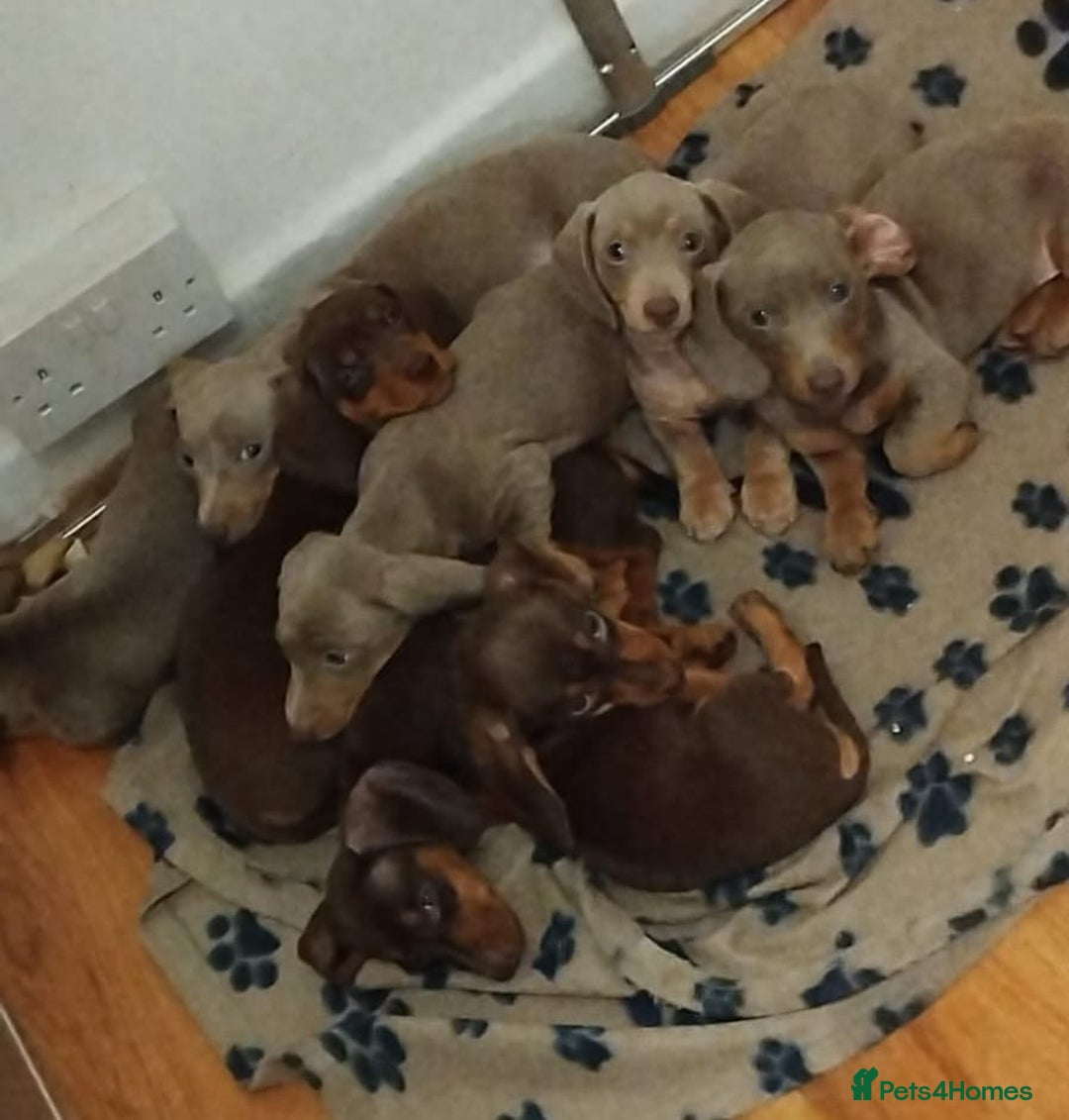 Dachshund dogs for sale: Last 6 stunning boys left. - Advert 1