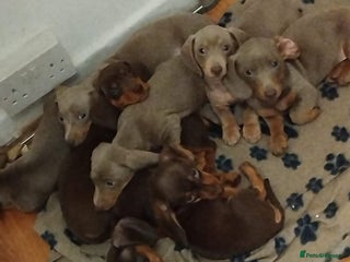 Dachshund dogs Last 6 stunning boys left. - Advert 4