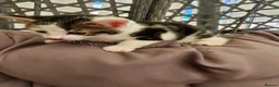 Mixed Breed cats for sale: Kittens - Advert 9