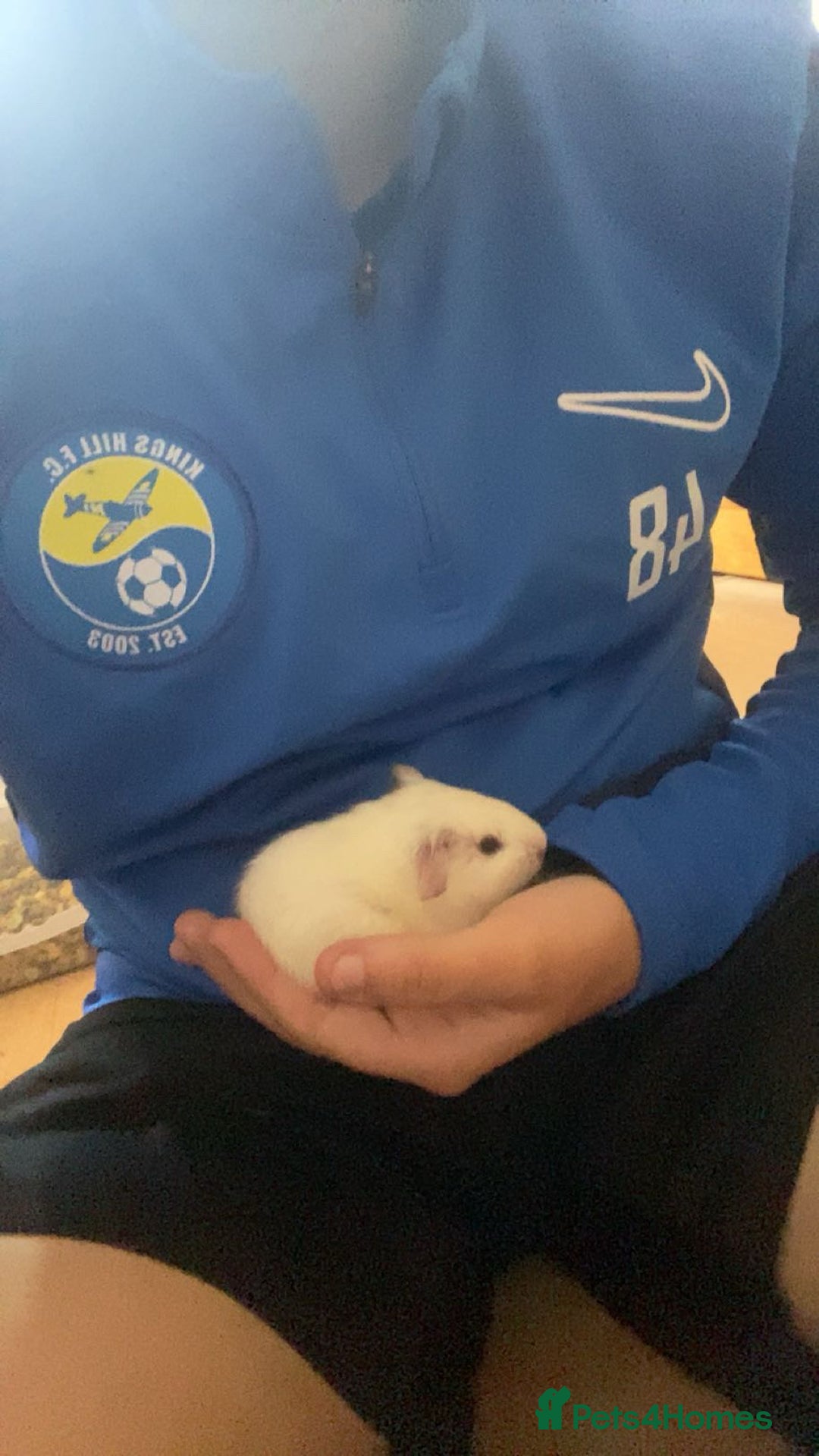 Guinea Pig rodents for sale: Millshake - Advert 5