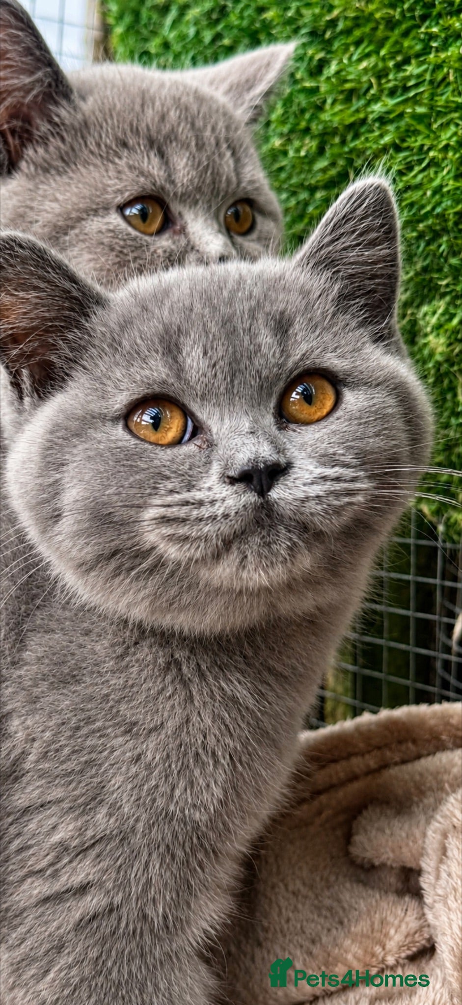 British Shorthair cats BSH Fawn & Lilac, Chocolate , Ready now  😻😻 - Advert 11