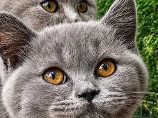 British Shorthair cats BSH Fawn & Lilac, Chocolate , Ready now 😻😻 - Advert 11