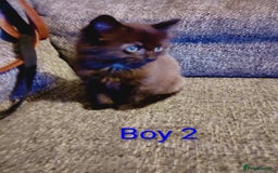 Mixed Breed cats for sale: 2 boys Turkish angora x  - Image 5