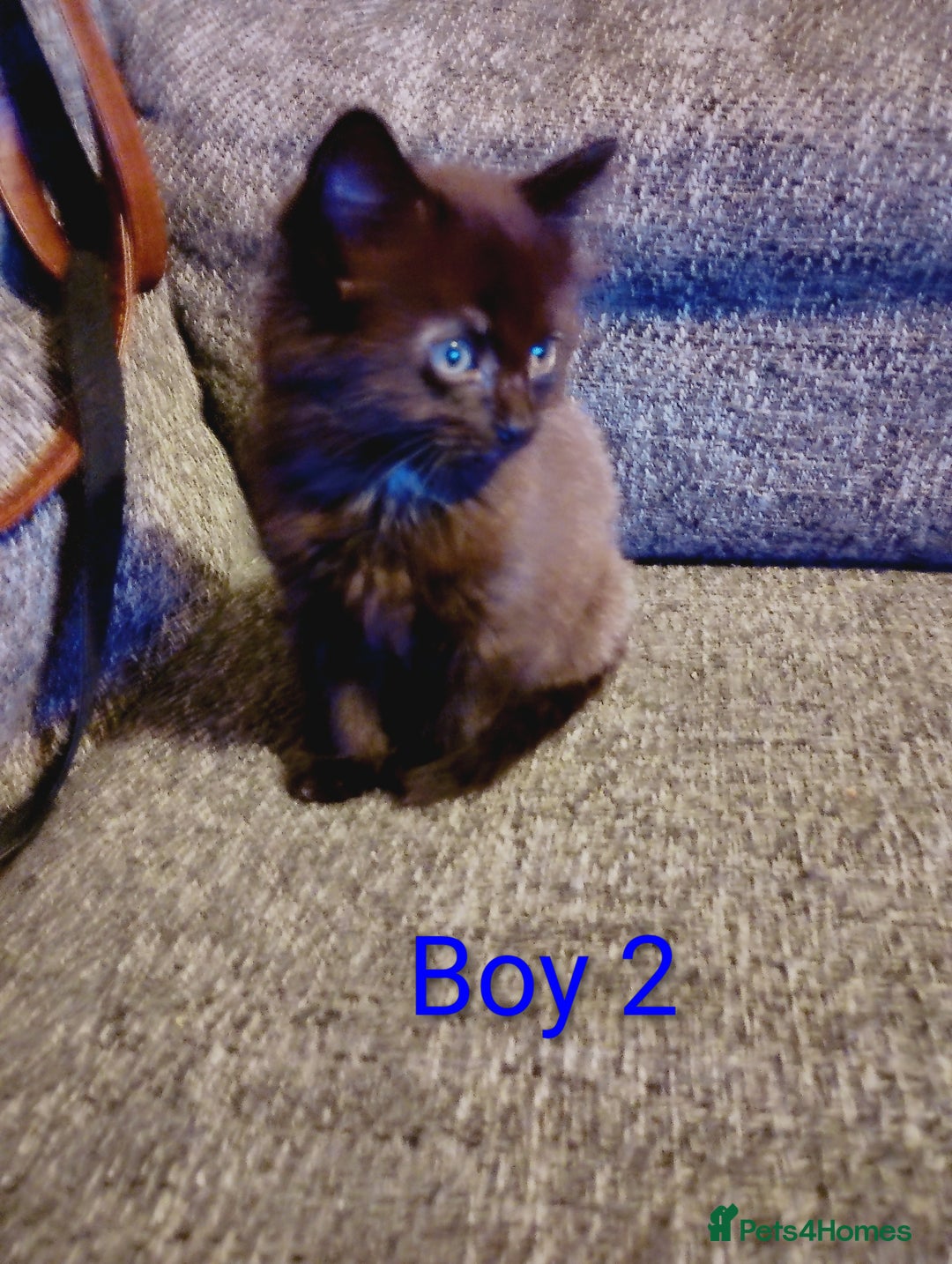 Mixed Breed cats for sale: 2 boys Turkish angora x  - Image 5