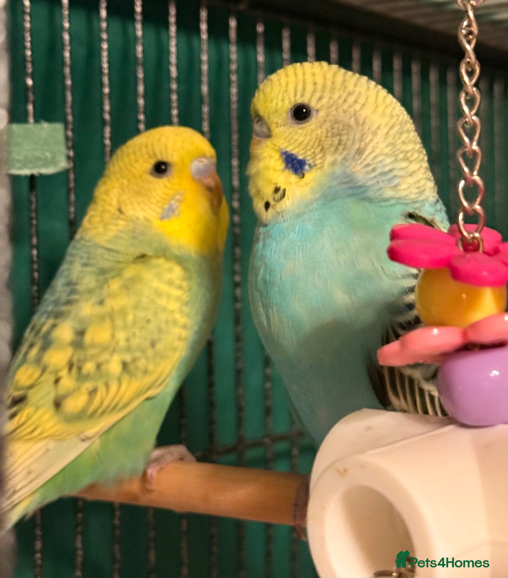 Budgerigars birds Young Budgies 8 to 10 Weeks Old Available Males - Advert 1