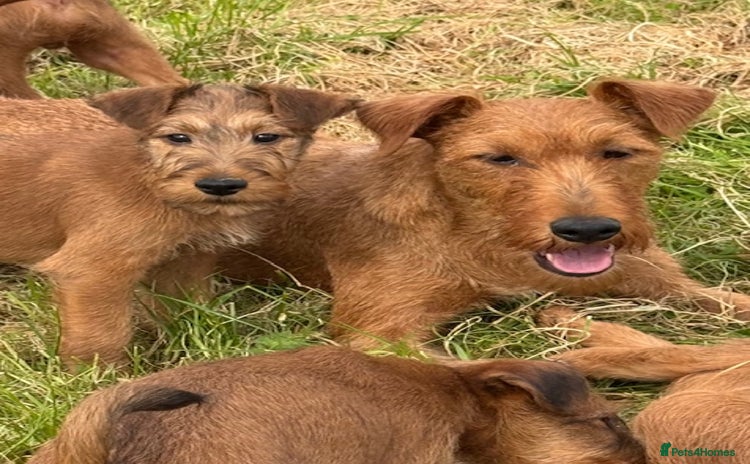 Irish Terrier dogs - Advert 1
