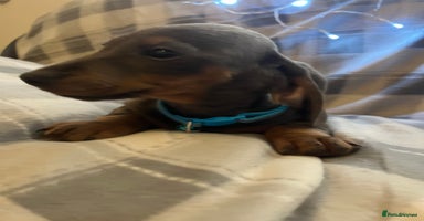 Dachshund dogs - Advert 7