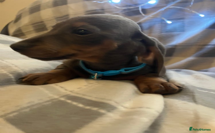 Dachshund dogs Beautiful rainbow 🌈🌈 litter 💙🩷 - Advert 12