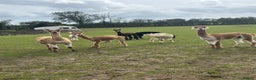 Alpaca livestock for sale: Castrated and intact male alpacas  - Advert 2