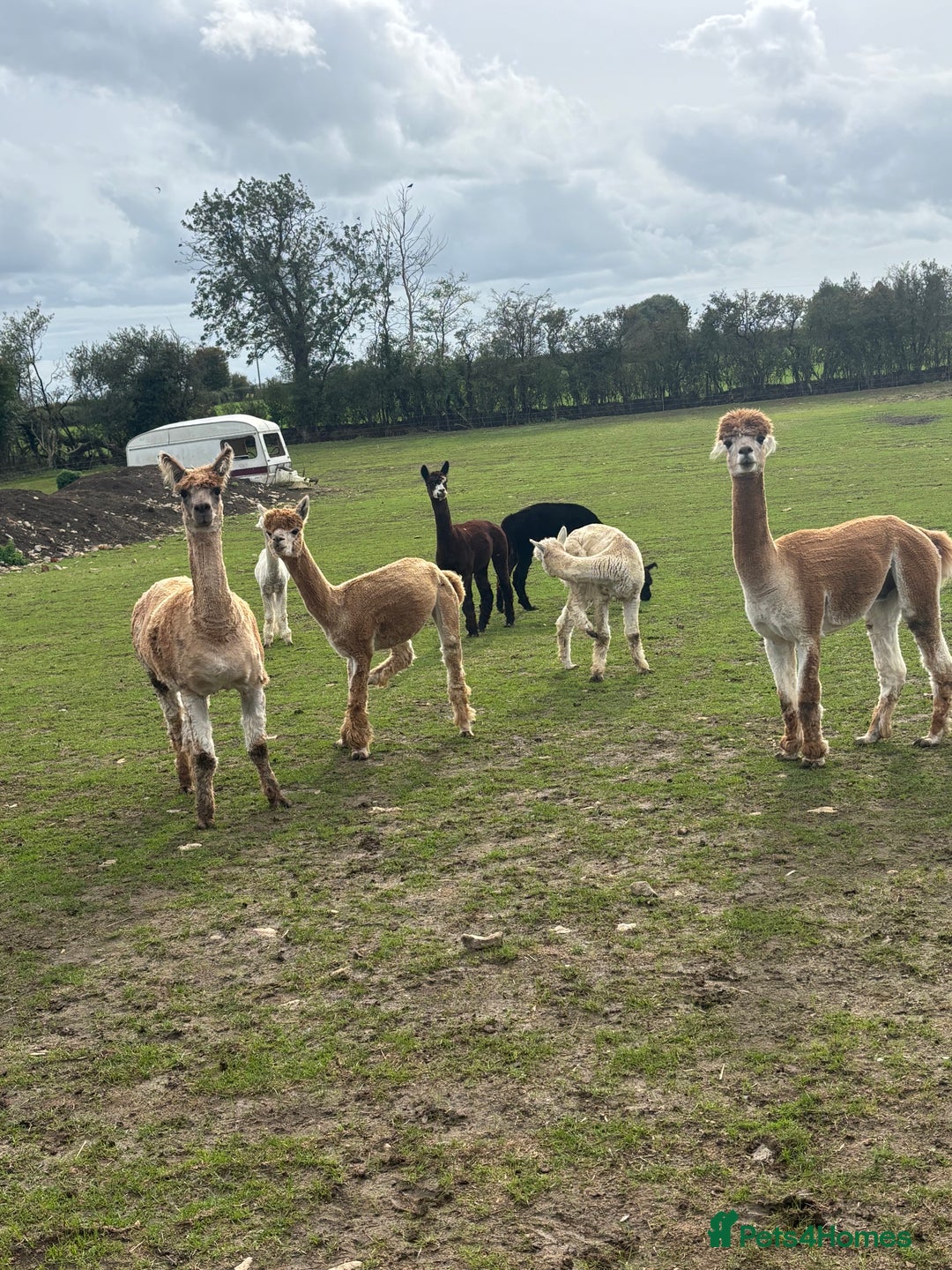 Alpaca livestock for sale: Castrated and intact male alpacas  - Advert 2