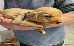 Labrador Retriever dogs for sale: KC REG Stunning Litter Fully Health Tested Parents - Image 16