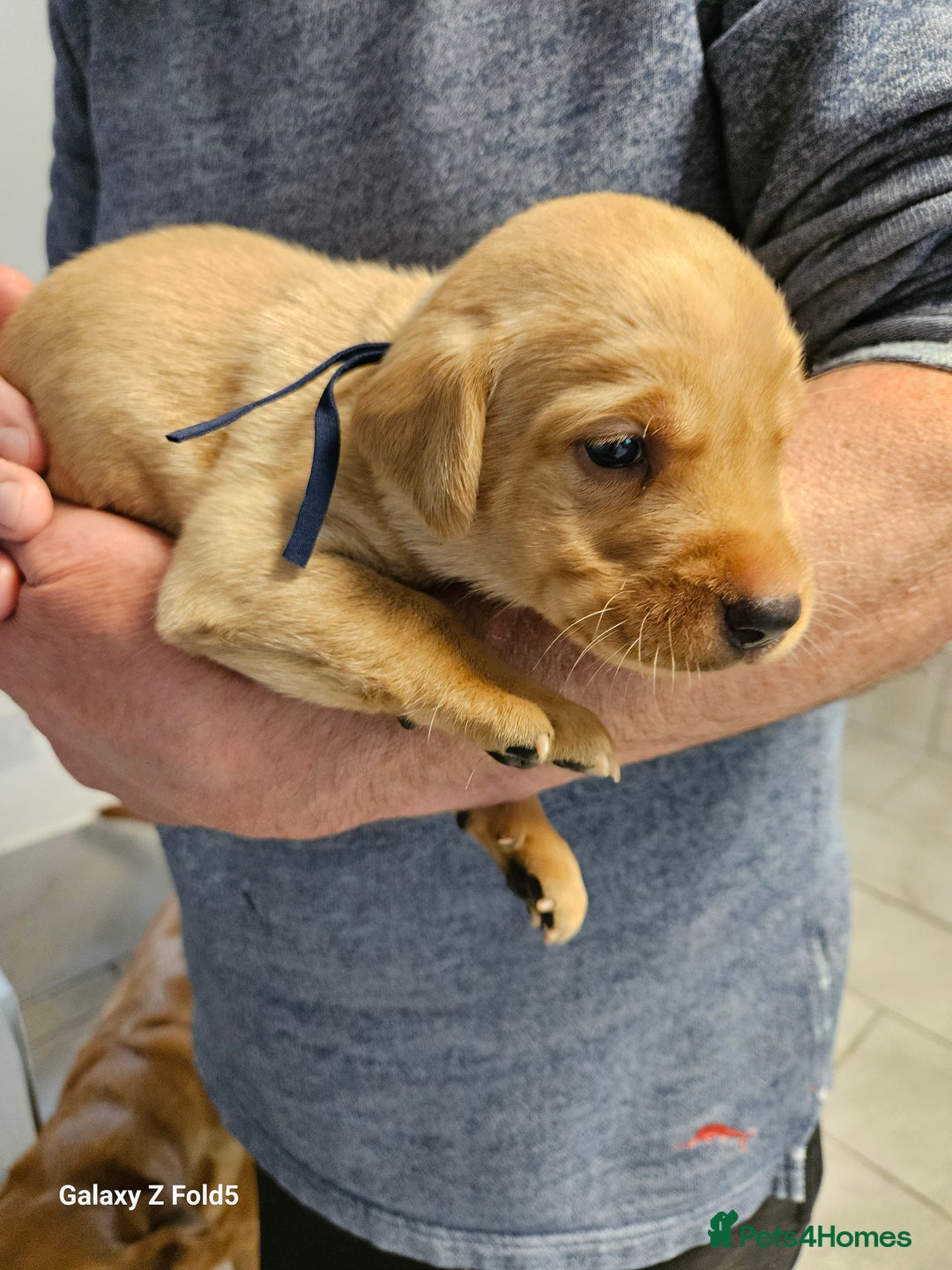 Labrador Retriever dogs for sale: KC REG Stunning Litter Fully Health Tested Parents - Image 16
