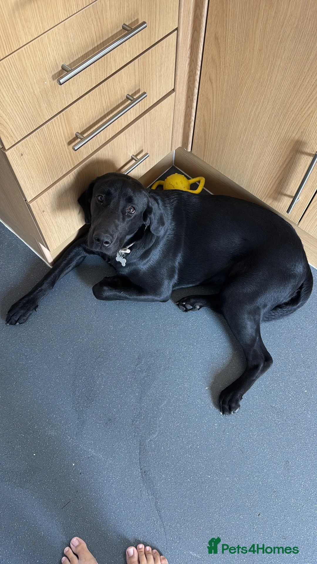 Labrador Retriever dogs for sale: Lab to rehome  - Advert 2