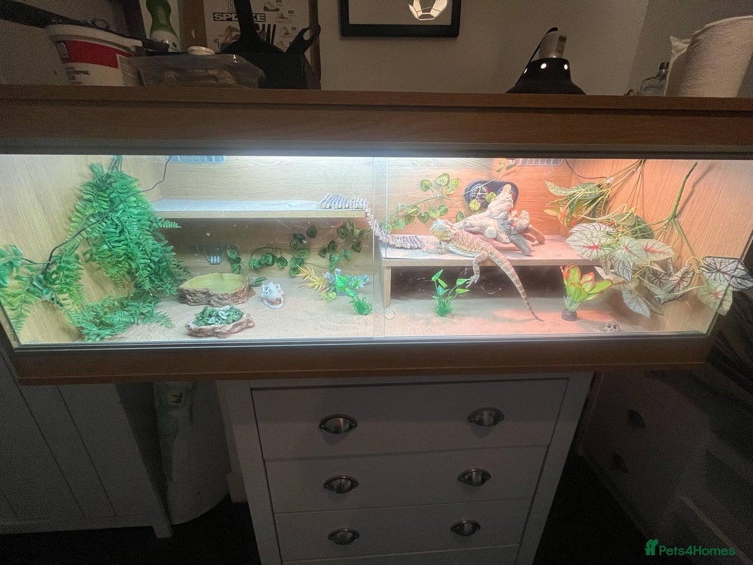Bearded Dragon reptiles for sale: Bearded Dragon  - Image 3