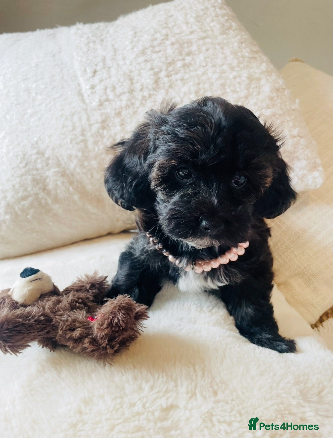 Maltipoo dogs Stunning F1 Toy Maltipoo Puppies - Boy & Girl - Advert 2