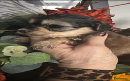 Cockapoo dogs for sale: FI STUNNING SHOW COCKERPOO PUPS  - Image 5