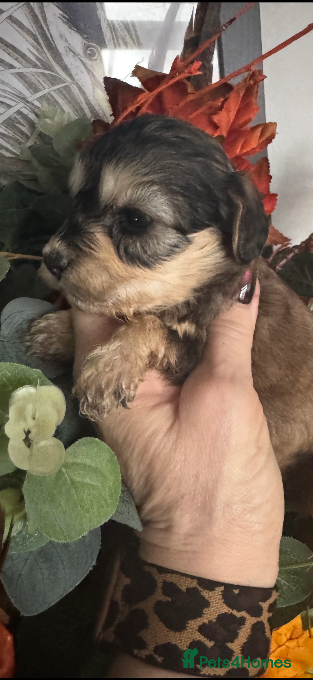 Cockapoo dogs for sale: FI STUNNING SHOW COCKERPOO PUPS  - Image 5