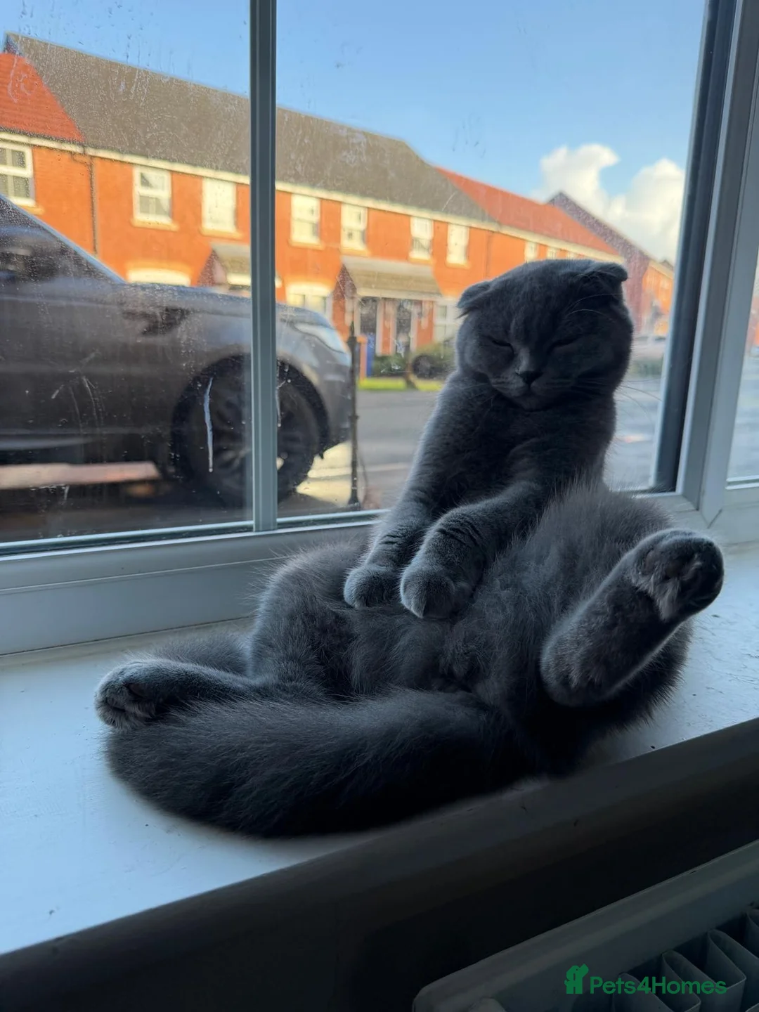 Scottish Fold cats for sale: female scottish fold  - Advert 11