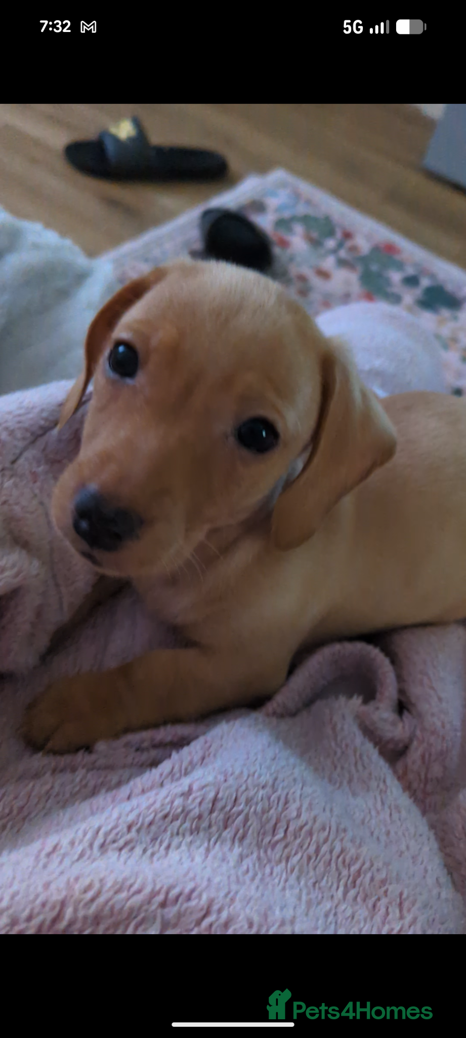 Dachshund dogs Dachsund puppy for sale - Advert 2