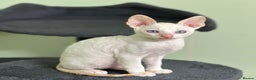 Cornish Rex cats for sale: 🌟Cornish Rex Kittens — Blue Eyes, Champion Line🌟 - Advert 7