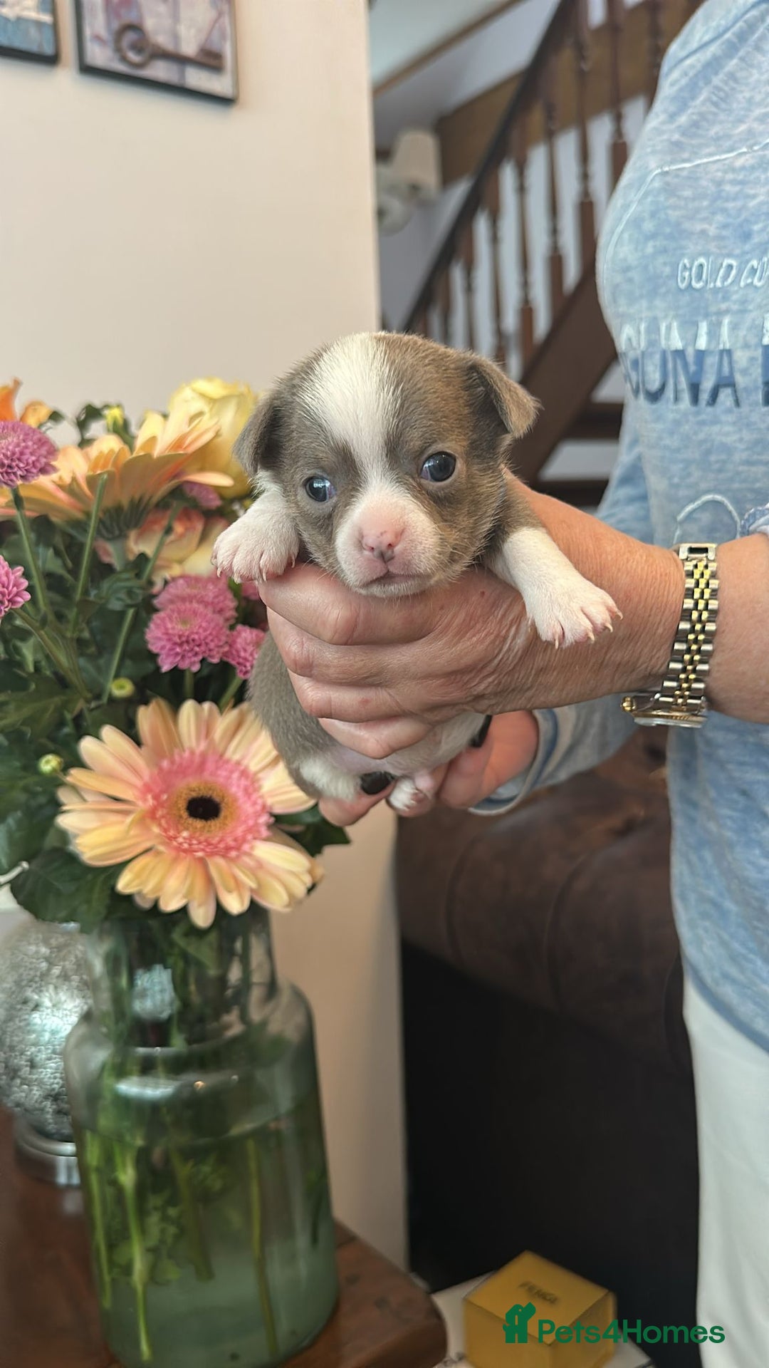 Chihuahua dogs for sale: Beautiful chihuahua pups! Long and short haired!! - Image 6