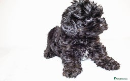 Mixed Breed dogs for sale: Havapoo. Best dogs ever. - Advert 9