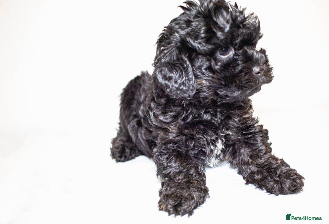 Mixed Breed dogs for sale: Havapoo. Best dogs ever. - Advert 9