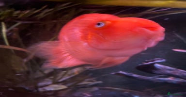 Cichlids fish - Advert 7