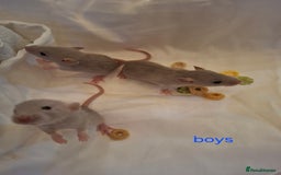 Rat rodents for sale: Little dumbo rats  - Image 5