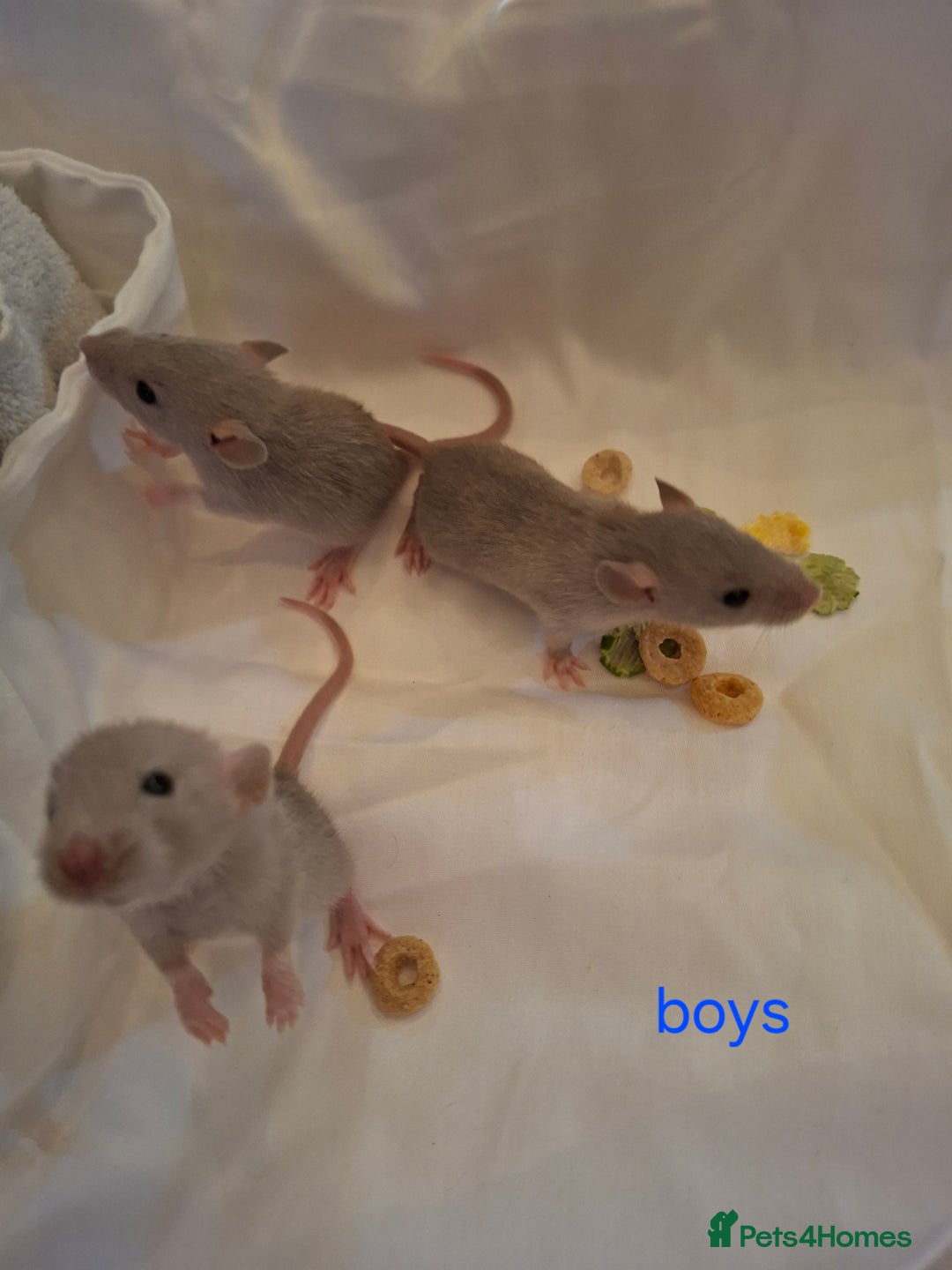 Rat rodents for sale: Little dumbo rats  - Image 5