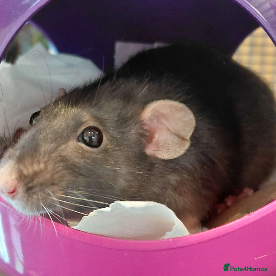 Rat rodents for sale: Old lady looking for retirement home in Nottingham - Advert 2