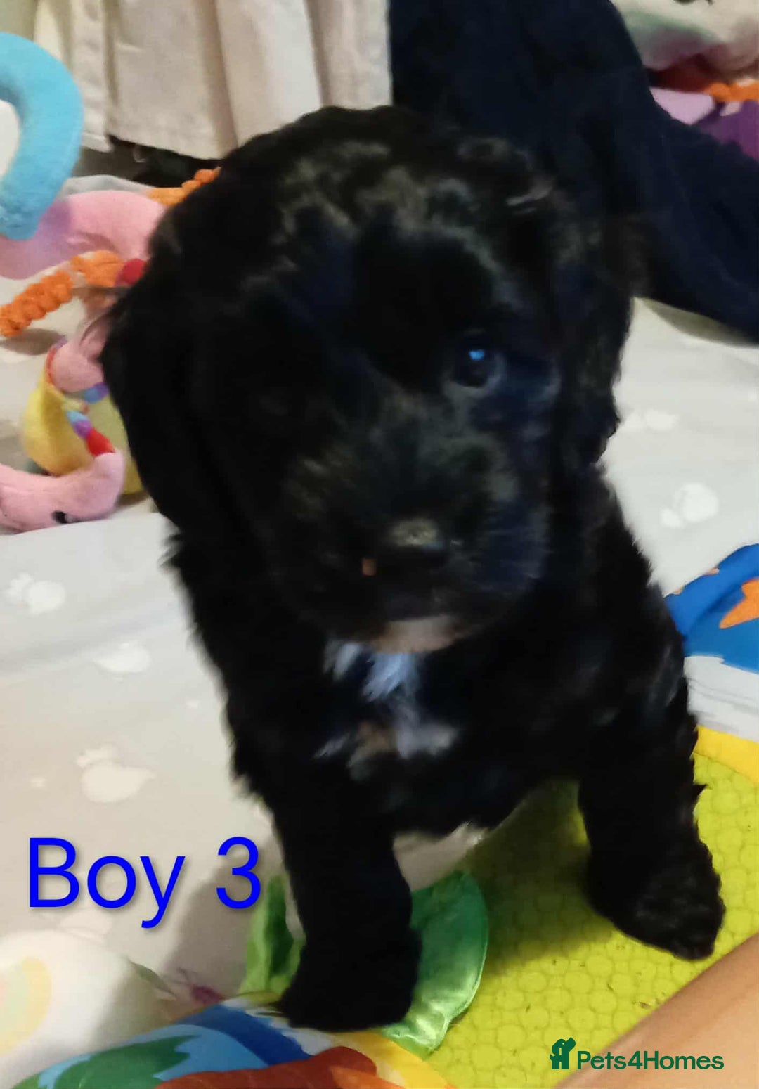 Cockapoo dogs for sale: Cockapoo - Advert 10