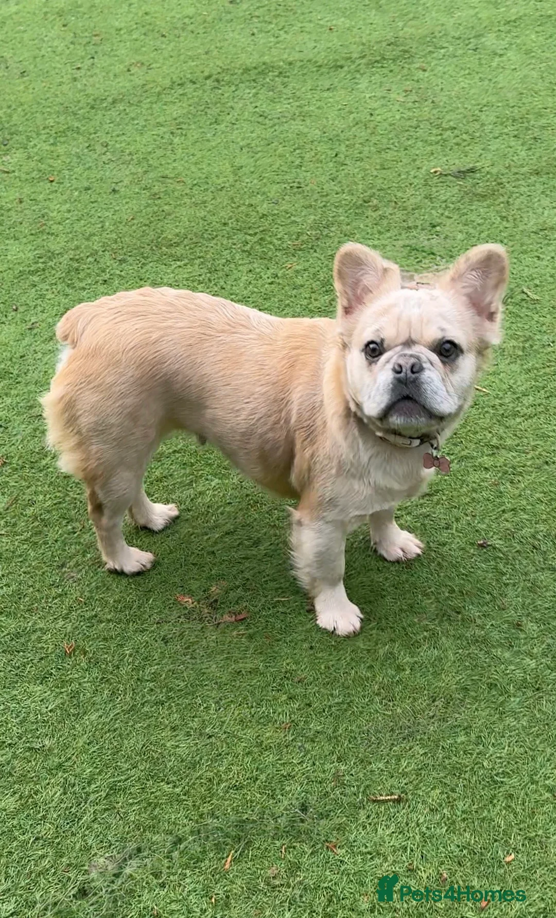 French Bulldog dogs for sale: Blue fawn Merle fluffy female, almost  11 months  - Advert 5
