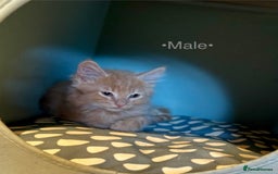 Mixed Breed cats for sale: Beautiful kittens for sale ~ 4 ginger, 1 tortie - Image 13