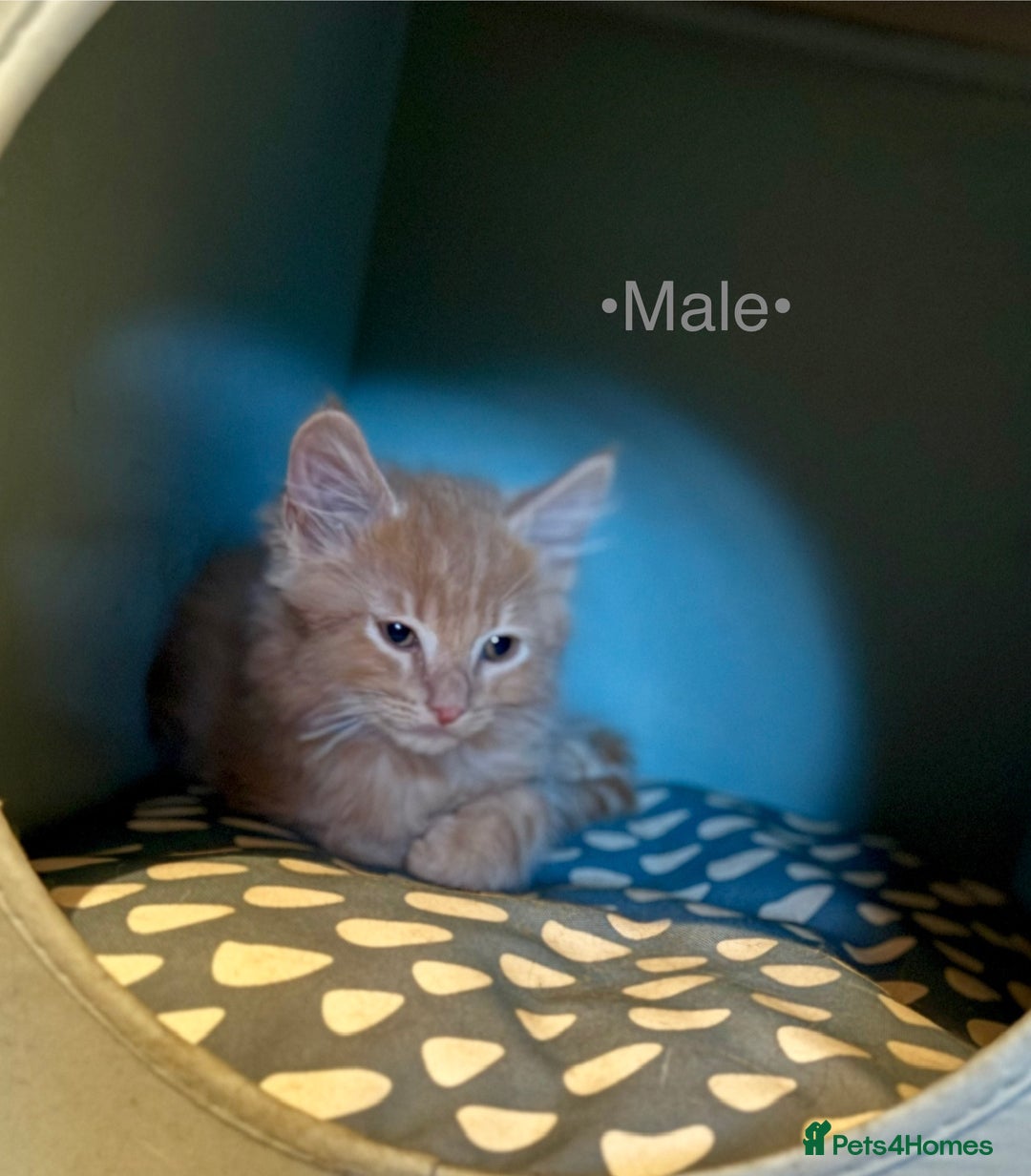 Mixed Breed cats for sale: Beautiful kittens for sale ~ 4 ginger, 1 tortie - Image 13