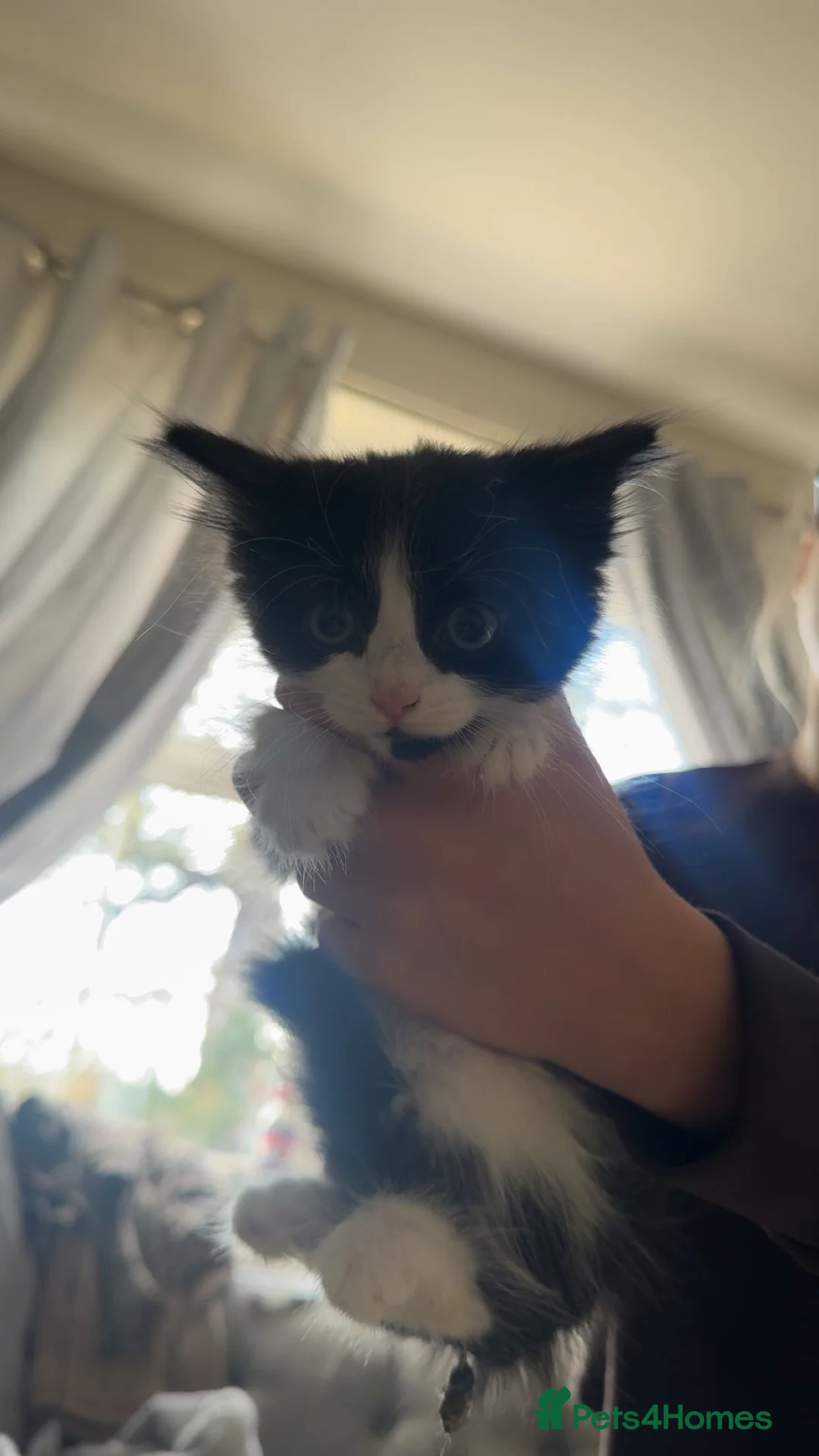 Mixed Breed cats for sale: 5 beautiful kittens ready for their forever homes  - Advert 5