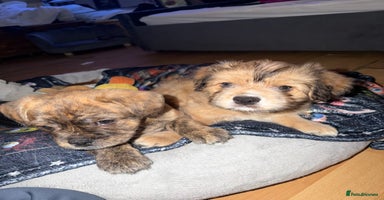 Mixed Breed dogs - Advert 15
