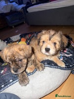 Mixed Breed dogs - Advert 1