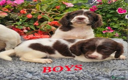 English Springer Spaniel dogs for sale: QUALITY WORKING ESS PUPS - Image 18