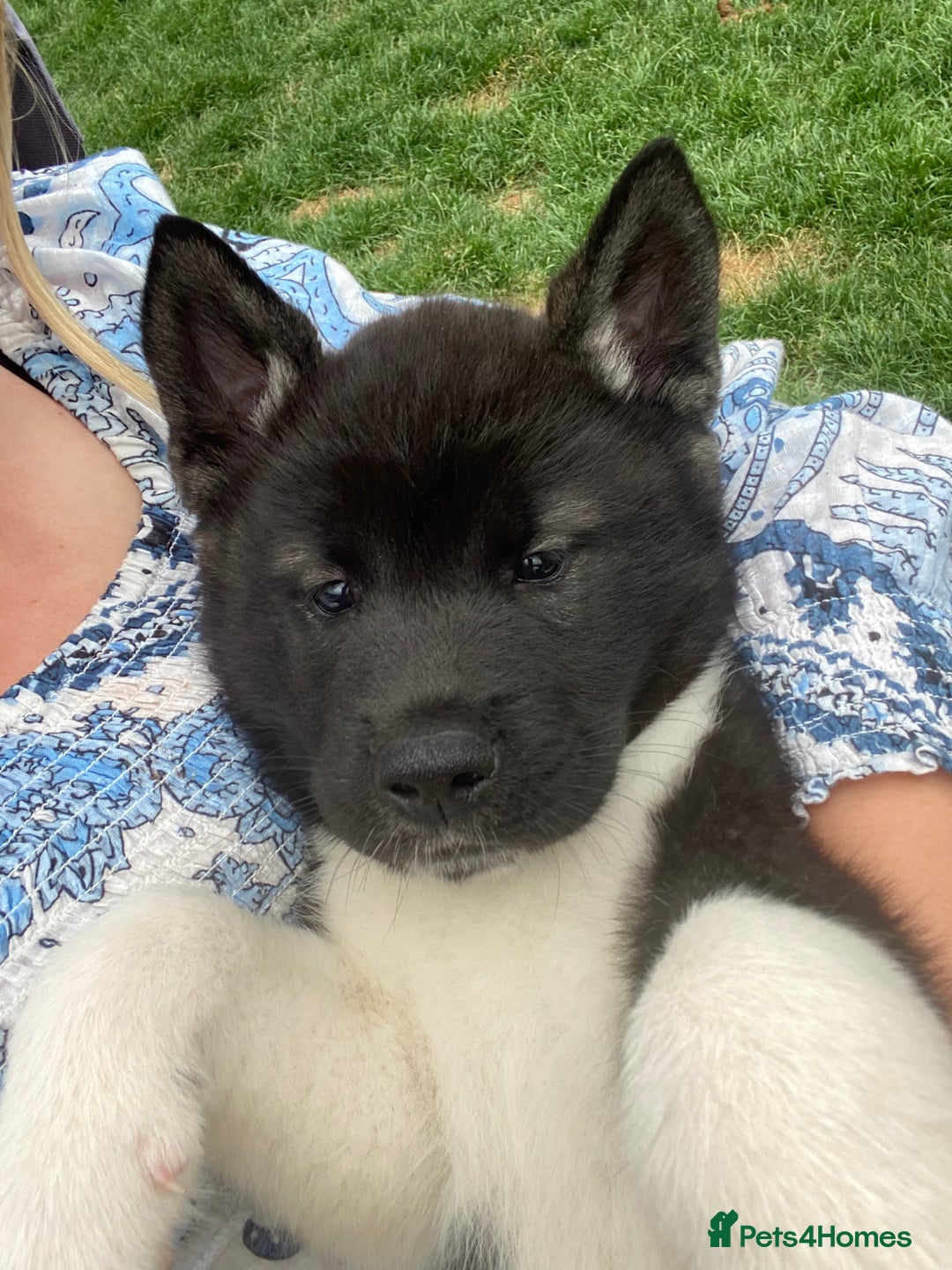 Akita dogs for sale: READY TO LEAVE American Akita puppies  in Newport - Image 13