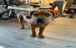 Bullmastiff dogs for sale: Beautiful male full bullmastiff pup  - Image 2