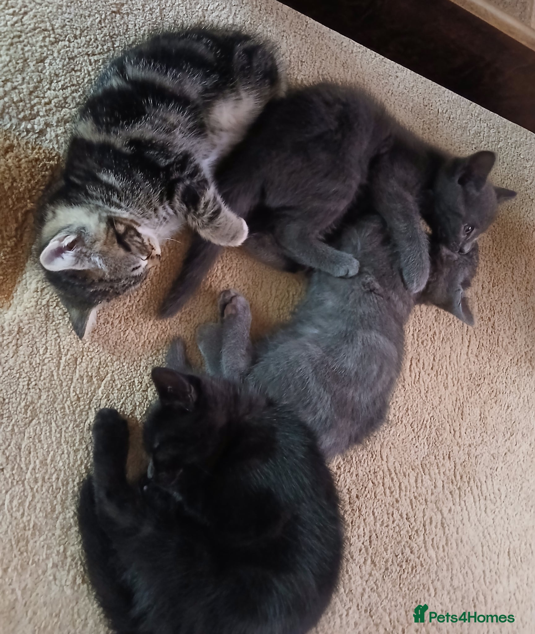 Mixed Breed cats British Blue mixed kittens - Advert 2